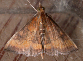 Variable Reddish Pyrausta